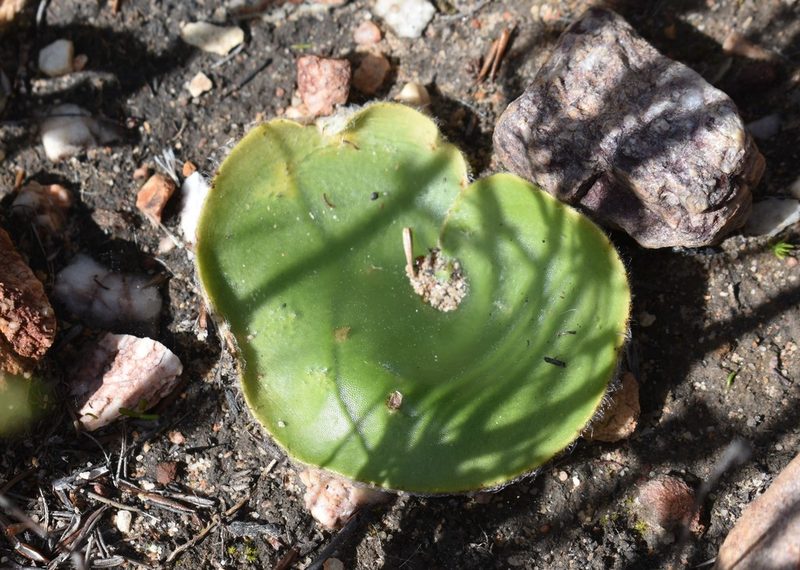 Holothrix pilosa, photographed by Justin Ponder