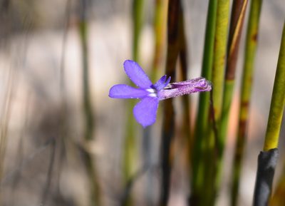 Lobelia tomentosa, photographed by Justin Ponder