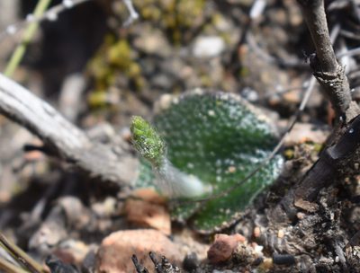 Holothrix cernua, photographed by Justin Ponder
