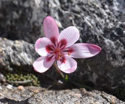 Geissorhiza roseoalba, photographed by Justin Ponder