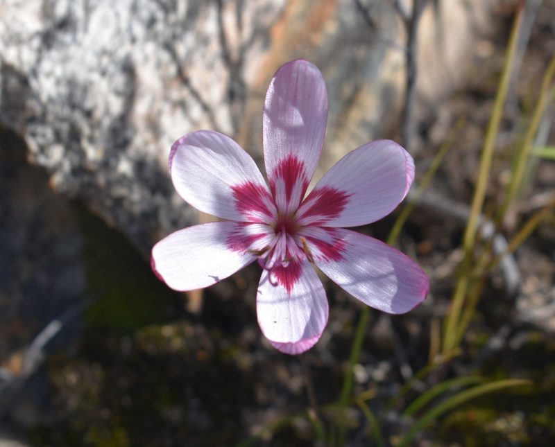 Geissorhiza roseoalba, photographed by Justin Ponder