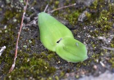Satyrium rupestre, photographed by Justin Ponder