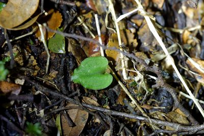 Corybas cheesemanii, photographed by Christopher Stephens