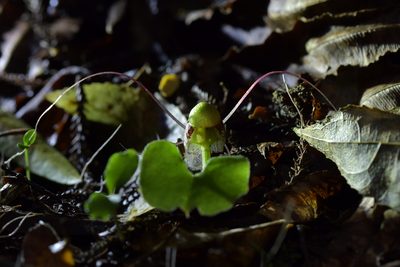 Corybas vitreus, photographed by Christopher Stephens