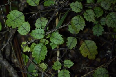 Rubus australis, photographed by Christopher Stephens