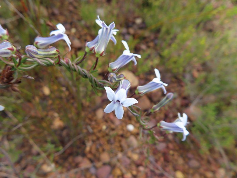 Cyphia digitata, photographed by linkie