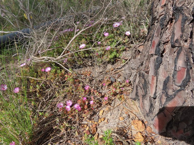 Drosanthemum striatum, photographed by linkie