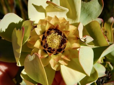 Leucadendron pubibracteolatum, photographed by Rebecca Ryen-Stols