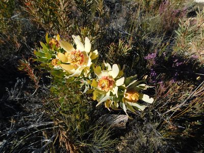 Leucadendron pubibracteolatum, photographed by Rebecca Ryen-Stols