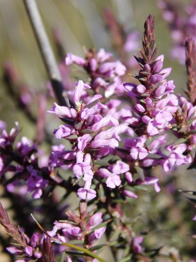 Muraltia juniperifolia, photographed by Rebecca Ryen-Stols
