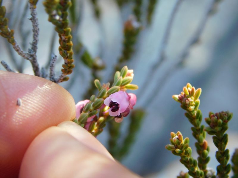 Erica umbelliflora, photographed by Rebecca Ryen-Stols