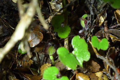 Corybas hypogaeus, photographed by Christopher Stephens
