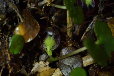 Corybas hypogaeus, photographed by Christopher Stephens