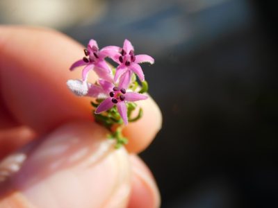 Phylica lachneaeoides, photographed by Rebecca Ryen-Stols