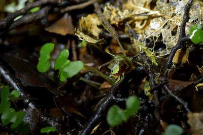 Corybas hypogaeus, photographed by Christopher Stephens