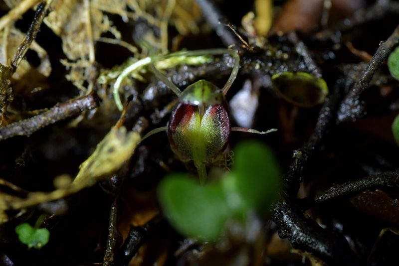 Corybas hypogaeus, photographed by Christopher Stephens