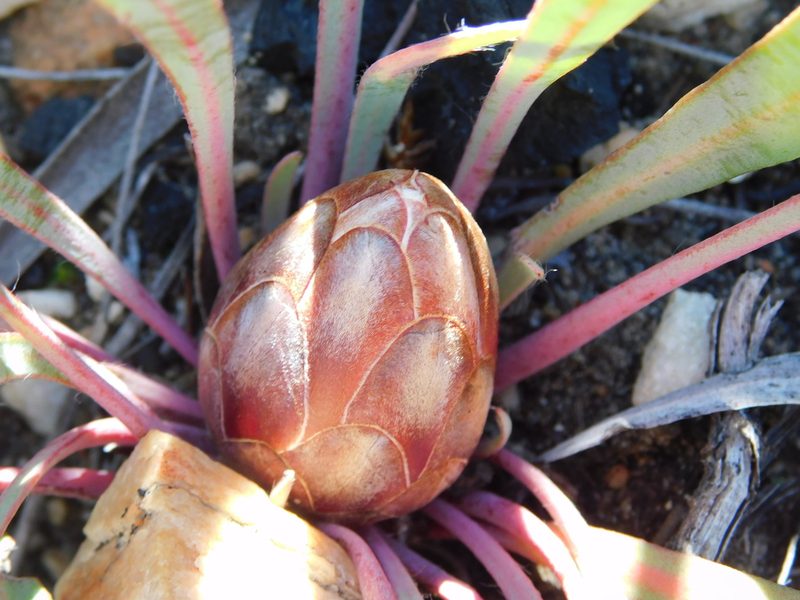 Protea vogtsiae, photographed by Rebecca Ryen-Stols