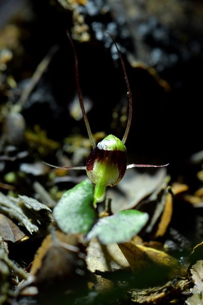 Corybas hypogaeus, photographed by Christopher Stephens