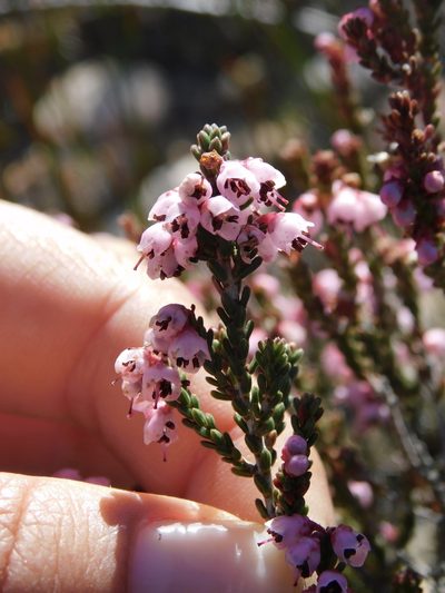 Erica umbelliflora, photographed by Rebecca Ryen-Stols