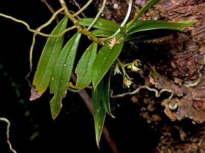 Plectorrhiza tridentata, photographed by Tony Eales