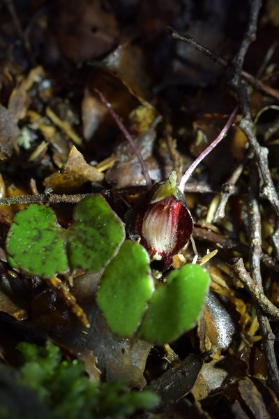Corybas sanctigeorgianus, photographed by Christopher Stephens