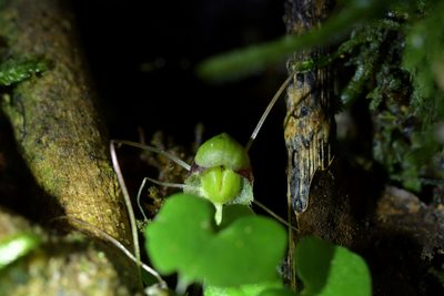 Corybas vitreus, photographed by Christopher Stephens