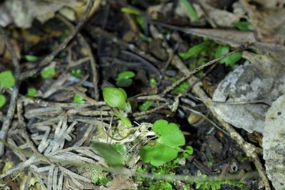 Corybas vitreus, photographed by Christopher Stephens