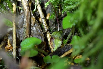 Corybas trilobus, photographed by Christopher Stephens