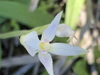 Caladenia latifolia, photographed by John Van Den Nouwelant