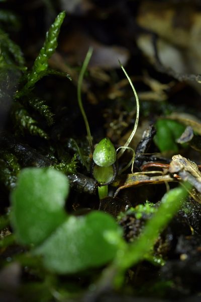 Corybas hypogaeus, photographed by Christopher Stephens