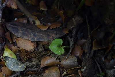 Corybas cheesemanii, photographed by Christopher Stephens
