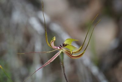 Caladenia falcata, photographed by John Van Den Nouwelant