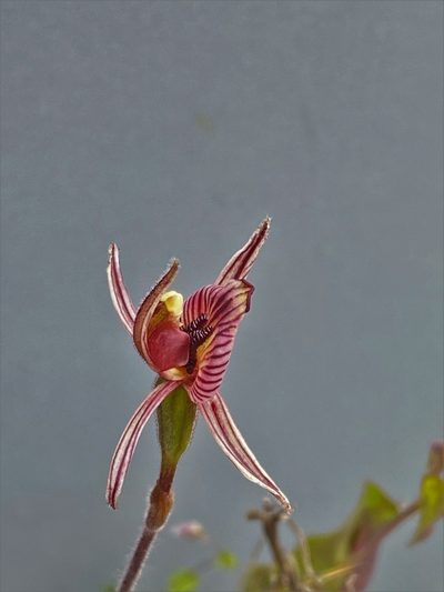 Caladenia cairnsiana, photographed by John Van Den Nouwelant
