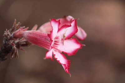 Adenium multiflorum
