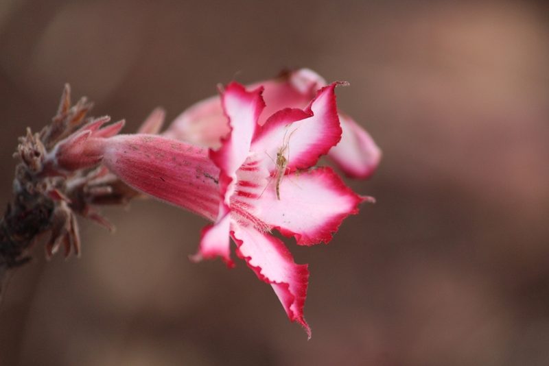 Adenium multiflorum, photographed by Noeleen du Toit