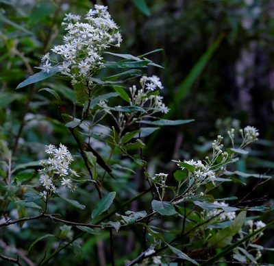 Olearia lirata, photographed by Peter Crowcroft