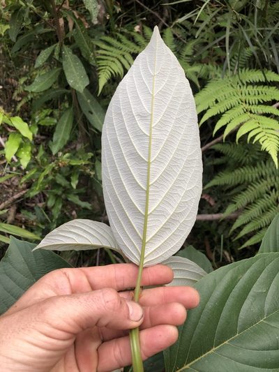 Alphitonia petriei, photographed by Samuel Frankel
