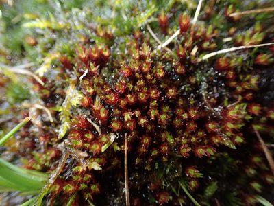 Imbribryum alpinum, photographed by George Greiff