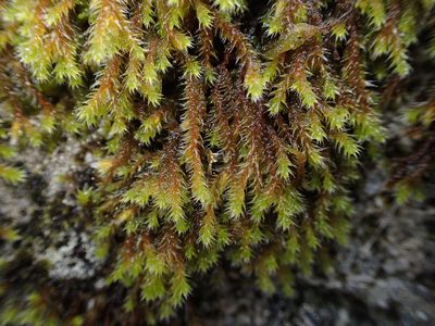 Hedwigia stellata, photographed by George Greiff