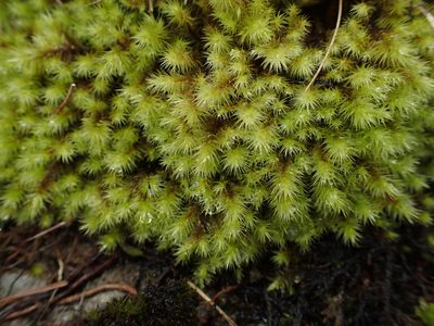 Breutelia chrysocoma, photographed by George Greiff