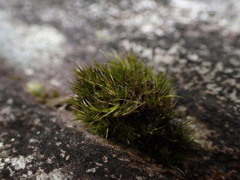 Campylopus atrovirens, photographed by George Greiff