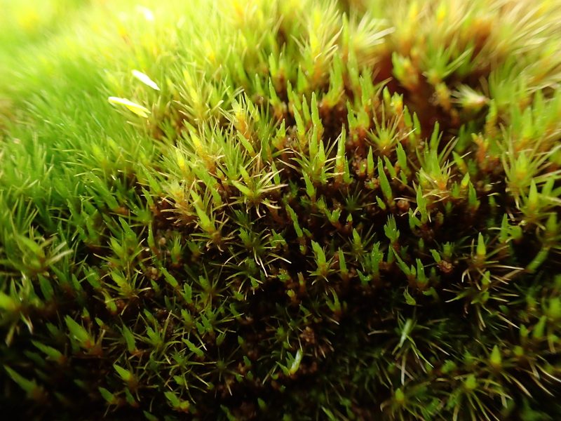 Campylopus flexuosus, photographed by George Greiff