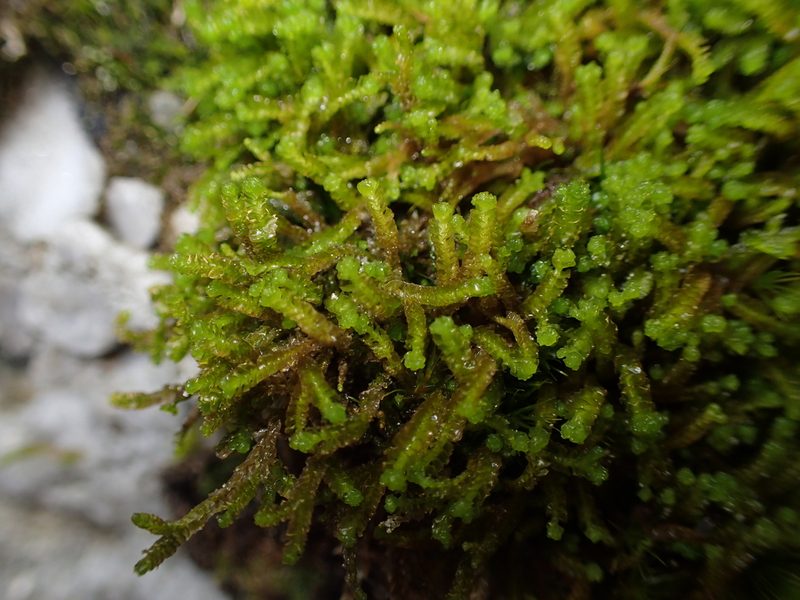 Neoorthocaulis floerkei, photographed by George Greiff