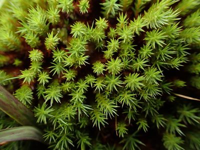 Polytrichum strictum, photographed by George Greiff