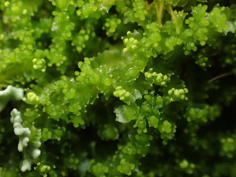 Lophozia ventricosa, photographed by George Greiff