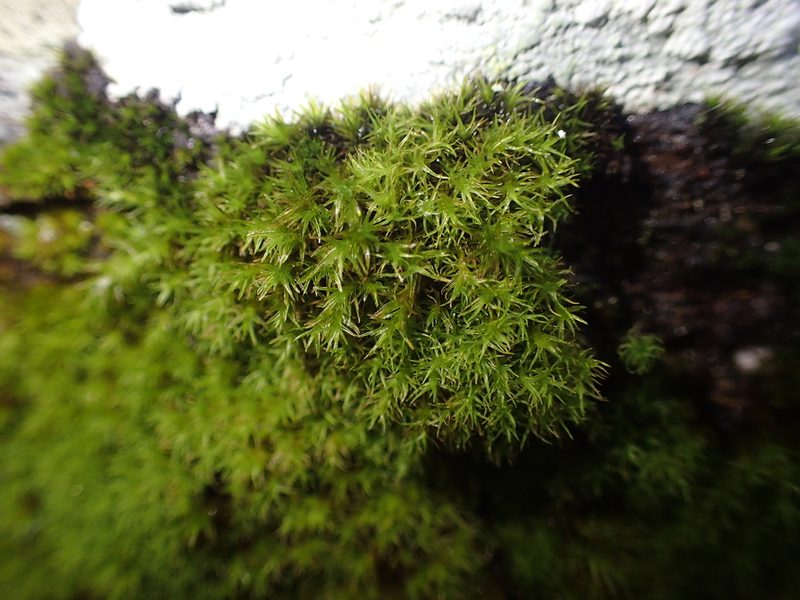 Bucklandiella sudetica, photographed by George Greiff