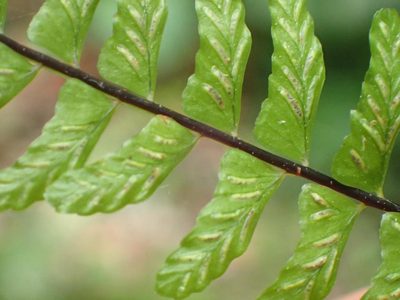 Asplenium lunulatum, photographed by Nicola van Berkel