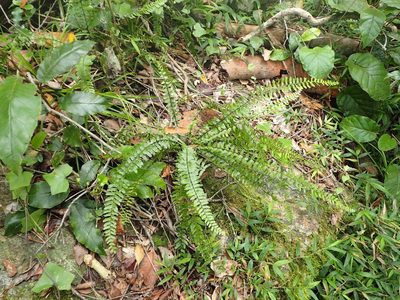 Asplenium lunulatum, photographed by Nicola van Berkel