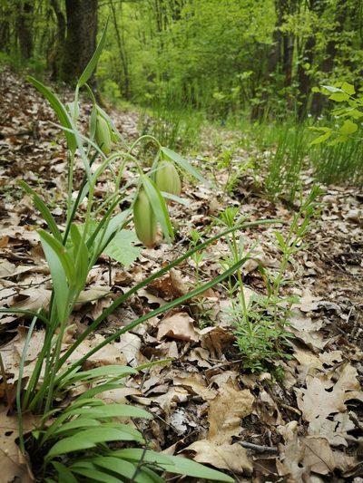 Fritillaria pontica, photographed by pol parrhesia