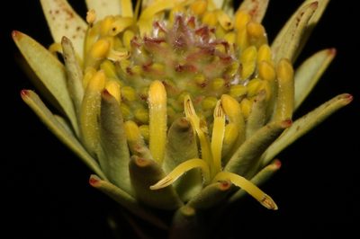 Leucadendron stellare, photographed by Brian du Preez